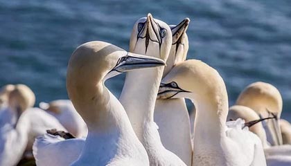 九游娱乐官方-伊朗队中场贝尔特拉在巴黎奥运会上展现出强大的进攻组织能力，伊朗拉什特