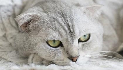 九游娱乐官方-伊朗队中场贝尔特拉在巴黎奥运会上展现出强大的进攻组织能力，伊朗拉什特